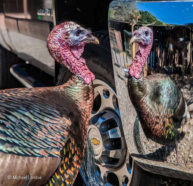 Illustration for article titled Wildlife Photo Contest Shows Nature Can Be Cruel—But Also Kind
